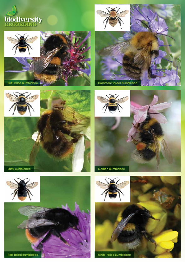 Bee Recording Sheet