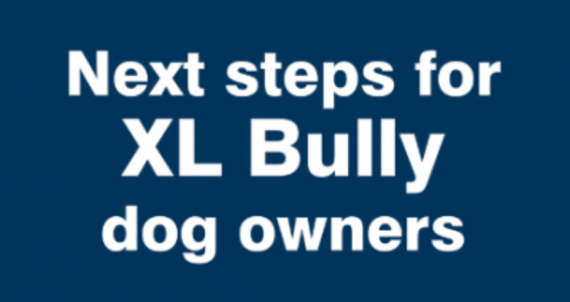 Next Steps for XL Bully