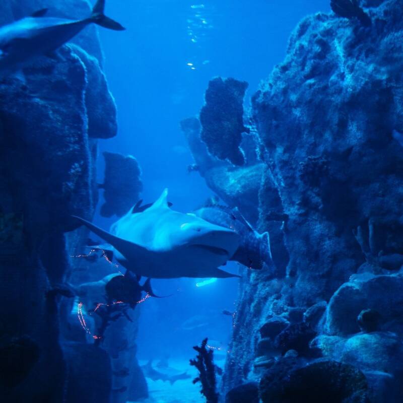 W5 on Tour The Hunt Extreme Existence