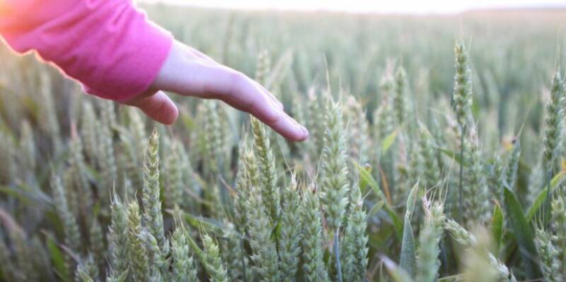 Hand field wheat close up 1