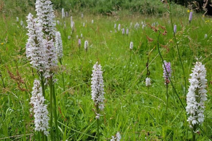 Experience orchids flourishing in Ballymoney Riverside Park. 